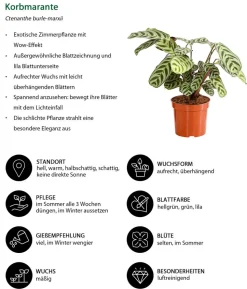 Zimmerpflanzen-Set Ever Green, 3-teilig