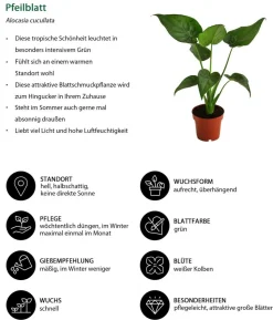 Zimmerpflanzen-Set Glamour, 3-teilig