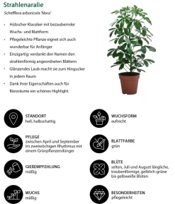 Zimmerpflanzen-Set Grüne Klassiker, 3-teilig