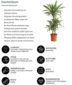 Zimmerpflanzen-Set Grüner leben, 4-teilig