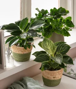 Zimmerpflanzen-Set Grün Starter, 3-teilig
