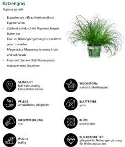Zimmerpflanzen-Set Heimtierlieblinge, 3-teilig