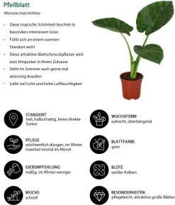 Zimmerpflanzen-Set Home Office, 3-teilig
