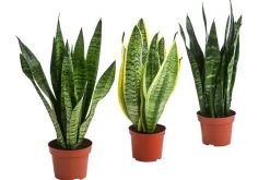 Zimmerpflanzen-Set I Will Survive, 3-teilig