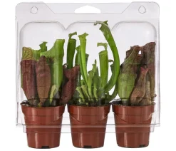 Zimmerpflanzen-Set Schlauchpflanzen - Sarracenia Mix, 3-teilig