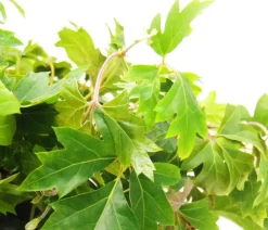 Zimmerrebe - Cissus rhombifolia 'Ellen Danica'