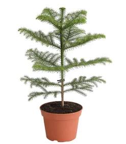 Zimmertanne - Araucaria heterophylla