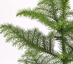Zimmertanne - Araucaria heterophylla