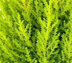Zimmerzypresse 'Goldcrest', Pyramide
