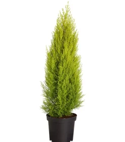 Zimmerzypresse 'Goldcrest', Pyramide