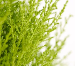 Zimmerzypresse 'Goldcrest', Pyramide