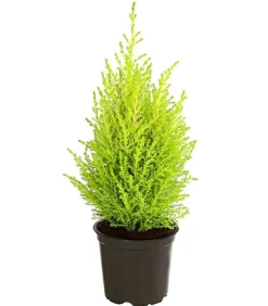 Zimmerzypresse 'Goldcrest', Pyramide