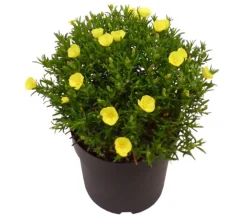 Zistrose