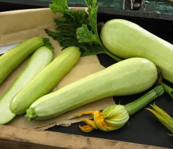 Zucchini 'Snowwhite'
