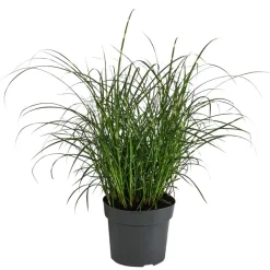 Zwerg-Chinaschilf 'Strictus Dwarf'