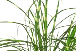 Zwerg-Chinaschilf 'Strictus Dwarf'