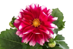 Zwergdahlie, Besonderheit, verschiedene Farben