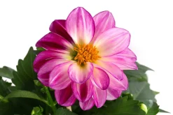 Zwergdahlie, Besonderheit, verschiedene Farben