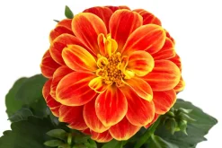 Zwergdahlie, Besonderheit, verschiedene Farben