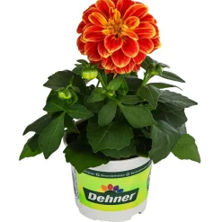 Zwergdahlie, Besonderheit, verschiedene Farben