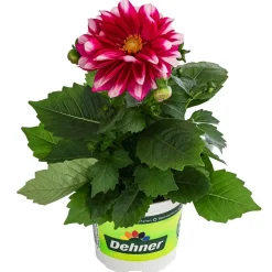 Zwergdahlie, Besonderheit, verschiedene Farben