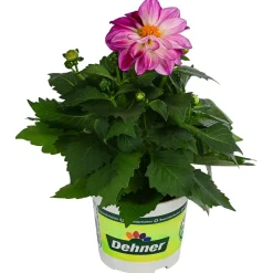 Zwergdahlie, Besonderheit, verschiedene Farben