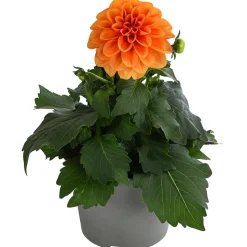 Zwergdahlie, verschiedene Farben