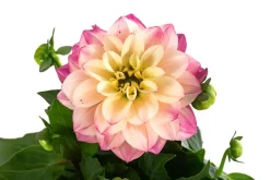 Zwergdahlie, verschiedene Farben