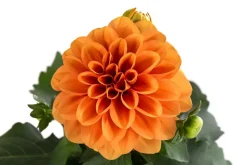 Zwergdahlie, verschiedene Farben