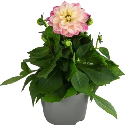 Zwergdahlie, verschiedene Farben