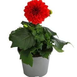 Zwergdahlie, verschiedene Farben