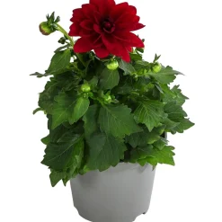 Zwergdahlie, verschiedene Farben