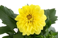 Zwergdahlie, verschiedene Farben