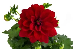 Zwergdahlie, verschiedene Farben