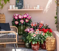 Zwergdahlie, verschiedene Farben