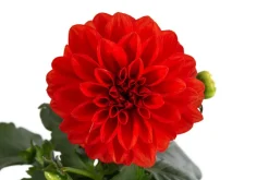 Zwergdahlie, verschiedene Farben