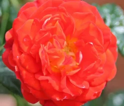 Zwerg-Kletterrose 'Starlet® Carmen®'