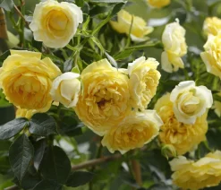 Zwerg-Kletterrose 'Starlet® Elida®'