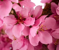 Zwergnektarine 'Rubis Necta Zee'