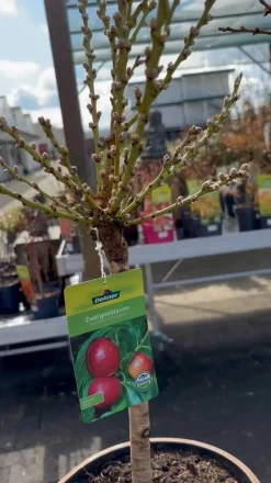 Zwergnektarine 'Rubis Necta Zee'