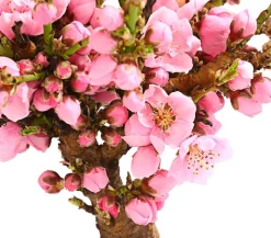 Zwergnektarine 'Rubis Necta Zee'