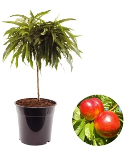Zwergnektarine 'Rubis Necta Zee'