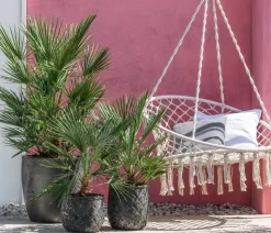 Zwergpalme