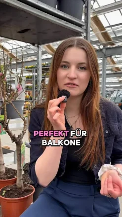 Zwergpfirsich 'Bonanza'