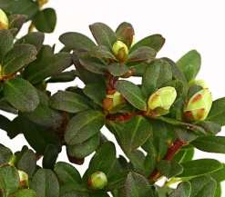Zwerg-Rhododendron