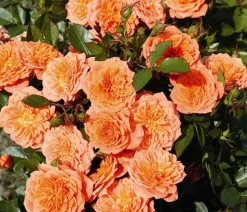 Zwergrose 'Ninetta®'