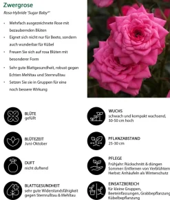 Zwergrose 'Sugar Baby®'