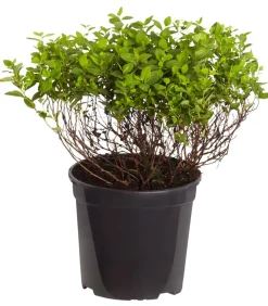 Zwergspiere 'Little Princess'
