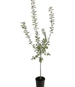 Zwetschge - Mirabelle 'Miroma' ®