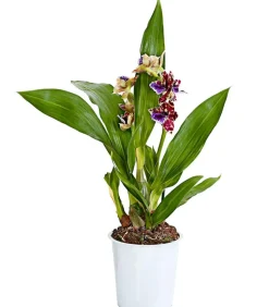Zygopetalum - Zygopetalum cultivars